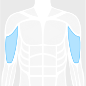 Biceps figure highlighted in blue