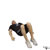 Bent Knee Hip Raise