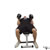 Dumbbell Rotational Bench Press exercise demonstration