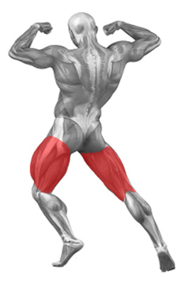 Upper Legs
