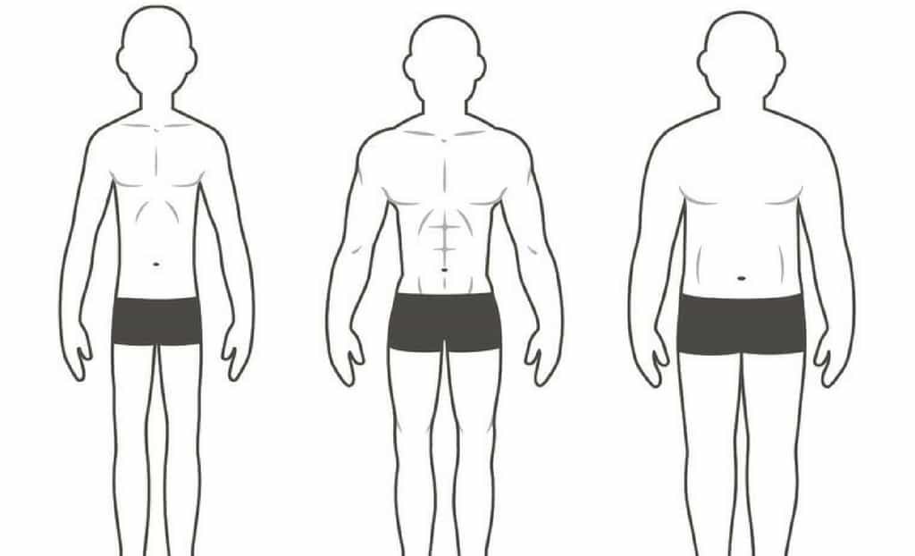 Body Type: 3 Body Types Defined. Endomorph, Ectomorph, and