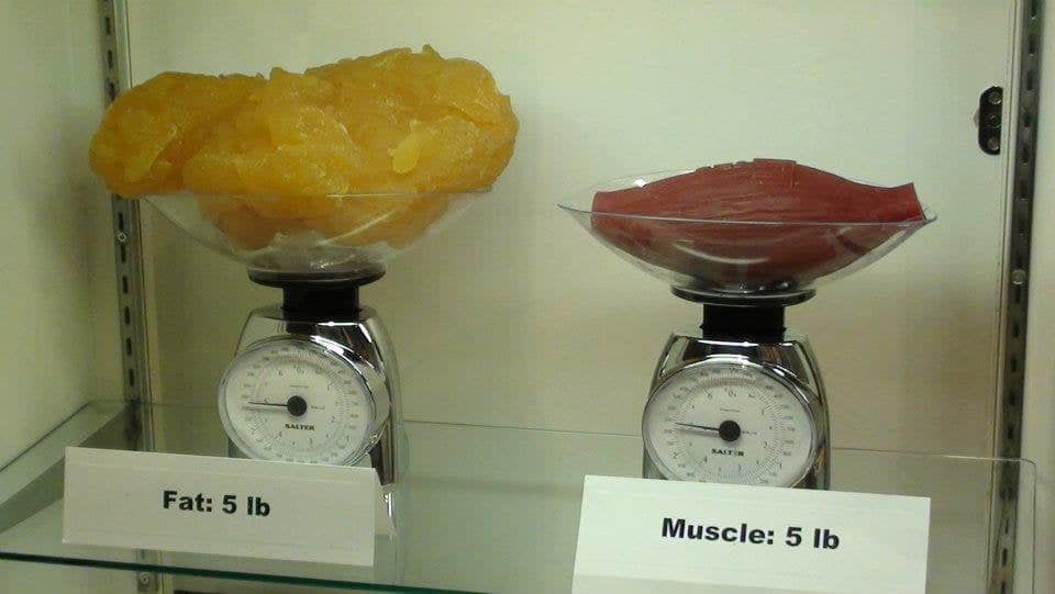 fat vs muscle weight