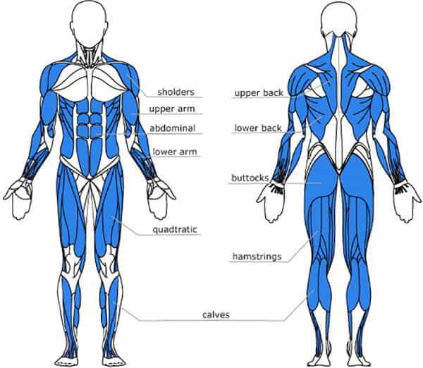 muscle diagram